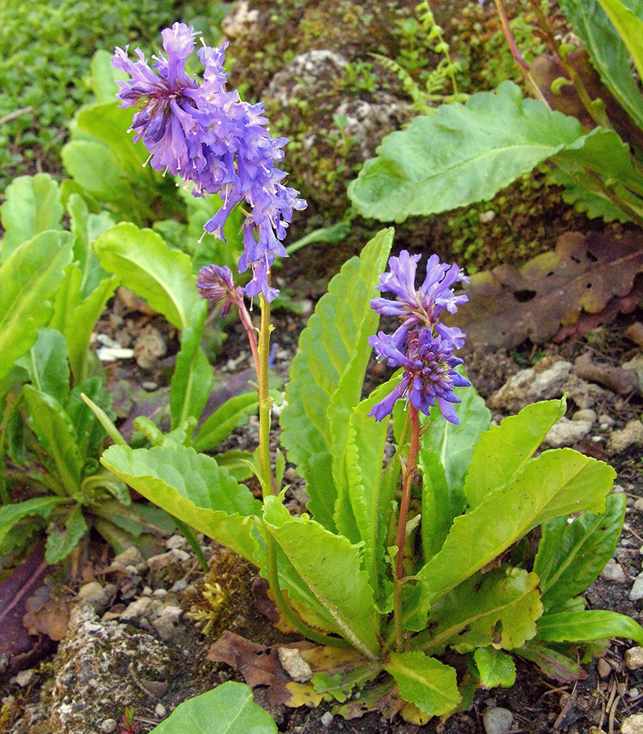 Изображение особи Wulfenia carinthiaca.