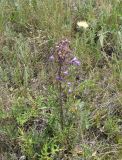 Campanula sibirica