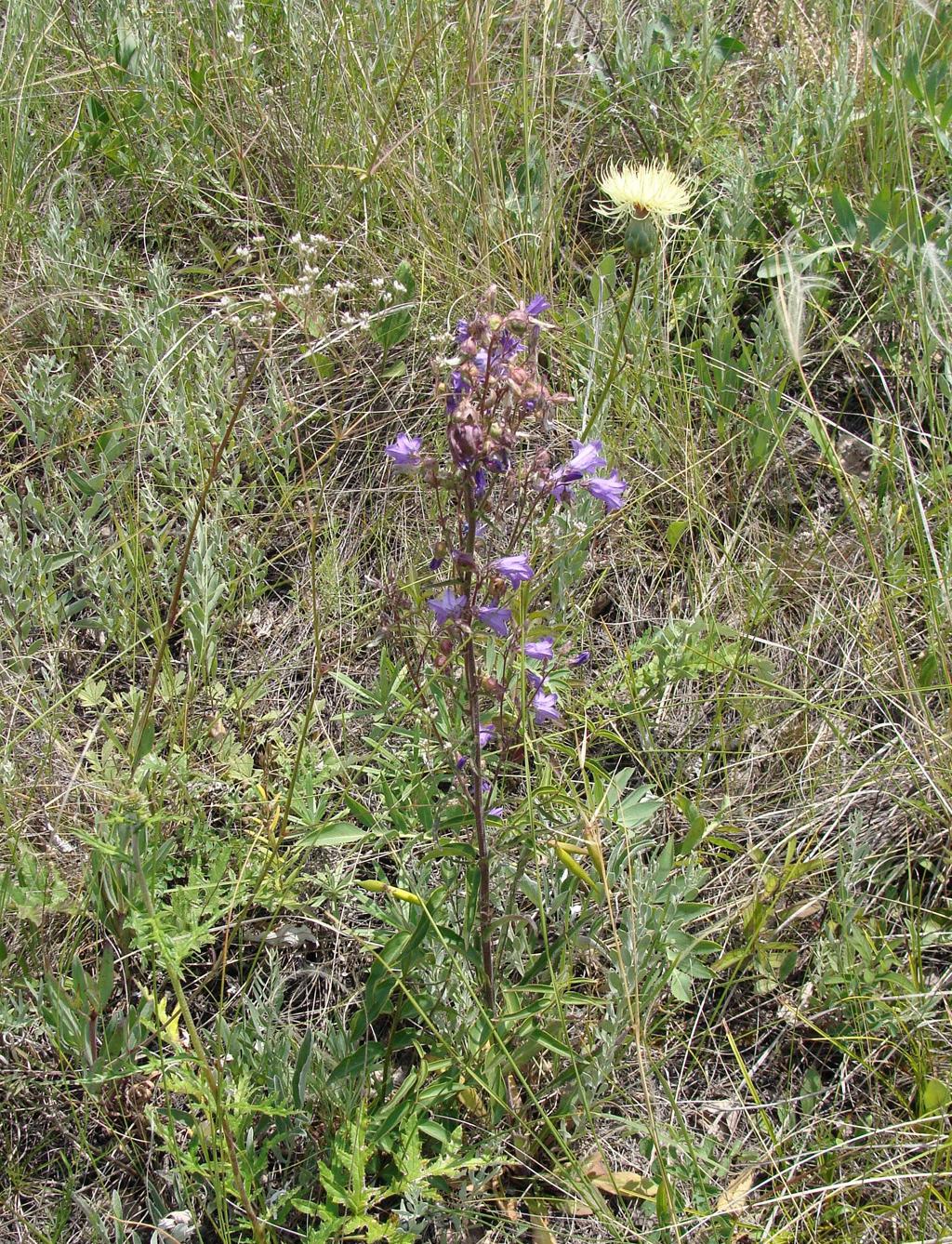 Image of Campanula sibirica specimen.