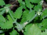 Scrophularia altaica. Верхушка цветущего растения. Восточно-Казахстанская область, левый берег Бухтарминского водохранилища, бухта Аюда. 08.08.2010.