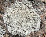 Aspicilia cinerea