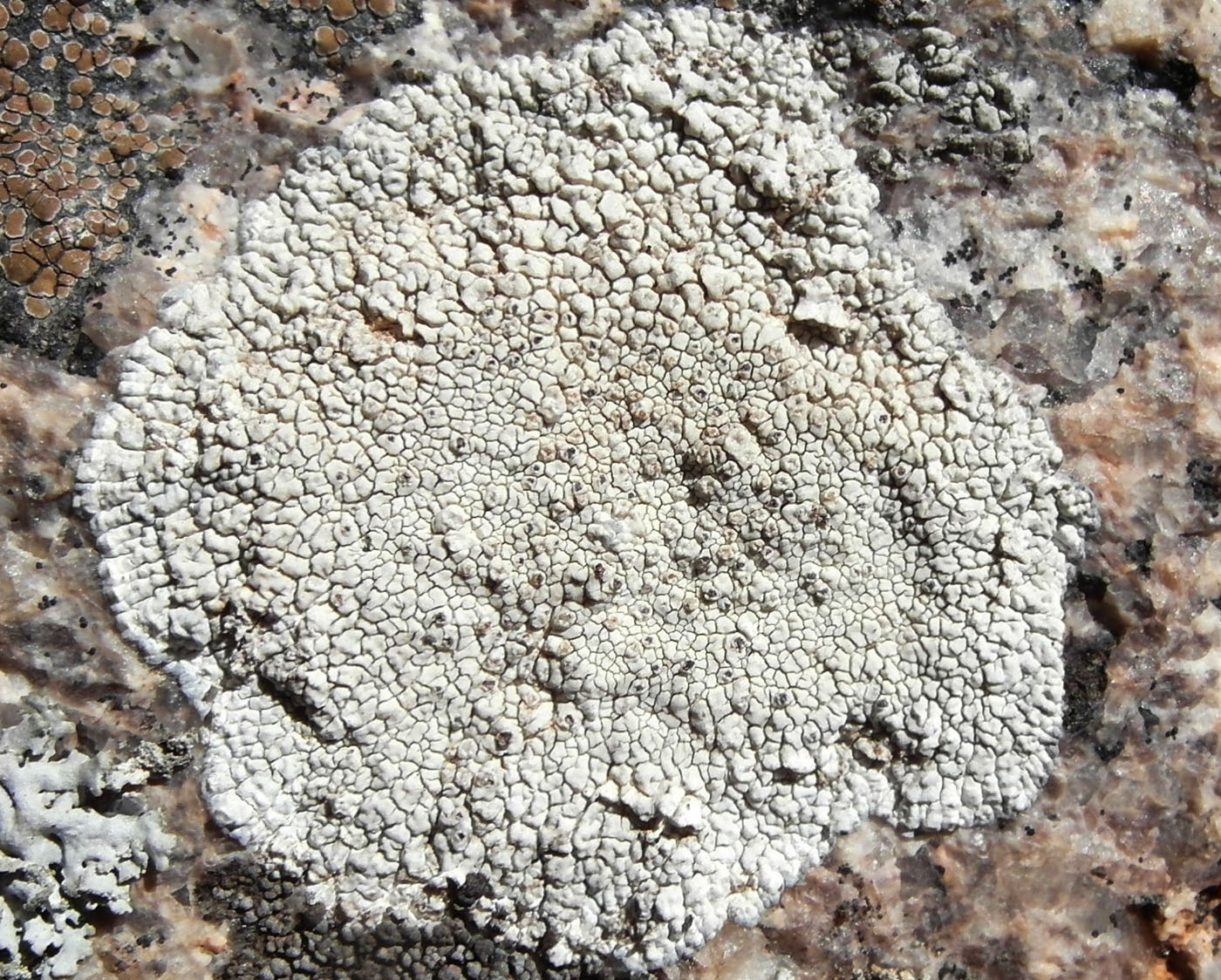 Image of Aspicilia cinerea specimen.