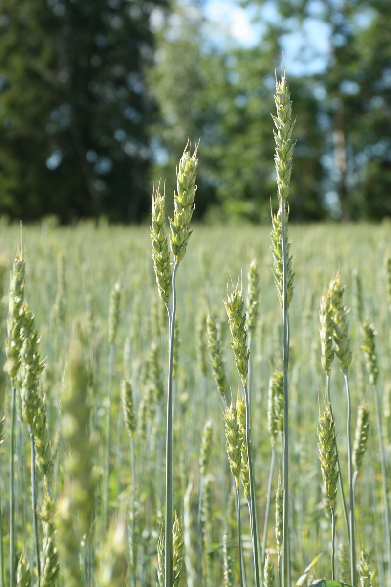 Изображение особи род Triticum.