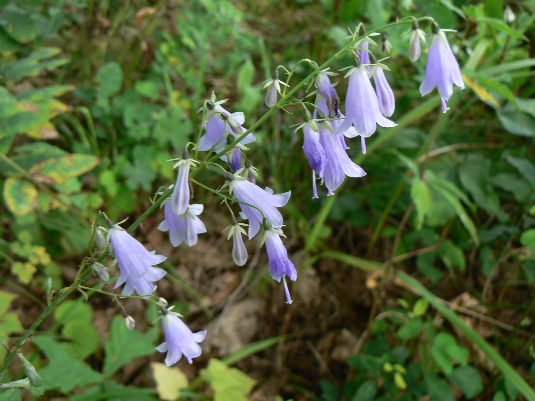 Image of Adenophora pereskiifolia specimen.