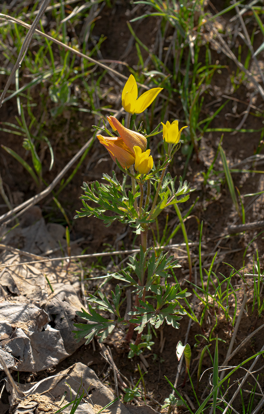 Image of Anemone petiolulosa specimen.