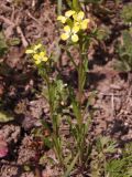 Erysimum repandum. Цветущие растения. Украина, г. Запорожье, балка восточнее трассы на Васильевку, южнее Опытной станции, возле старого сада. 25.04.2021.