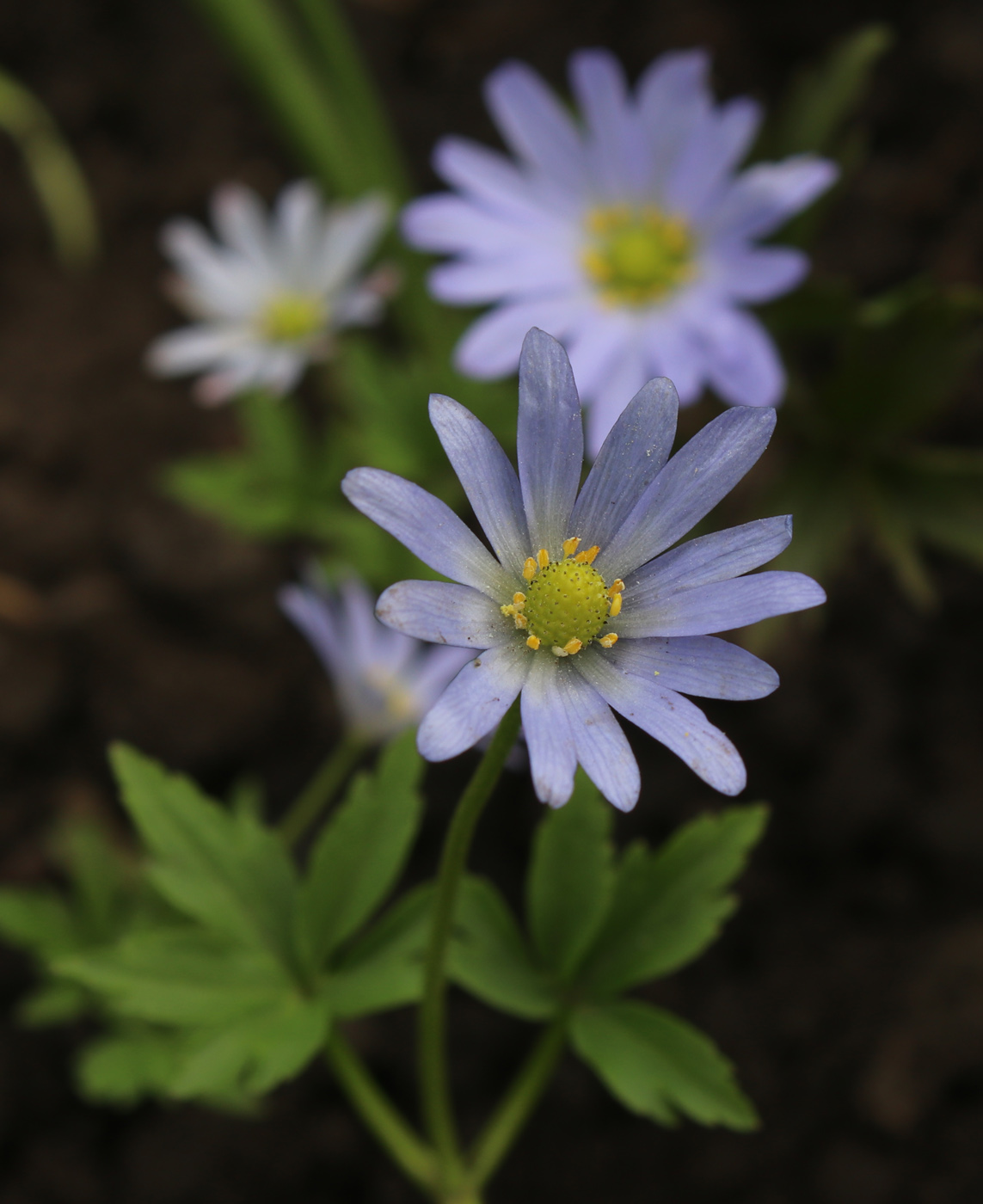 Изображение особи Anemone caucasica.