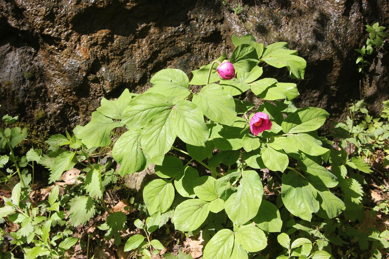 Image of Paeonia caucasica specimen.