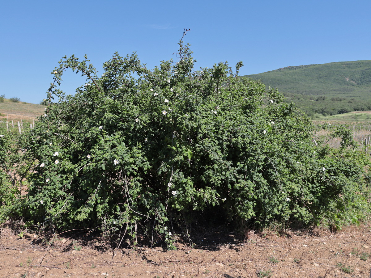 Изображение особи Rosa marginata.