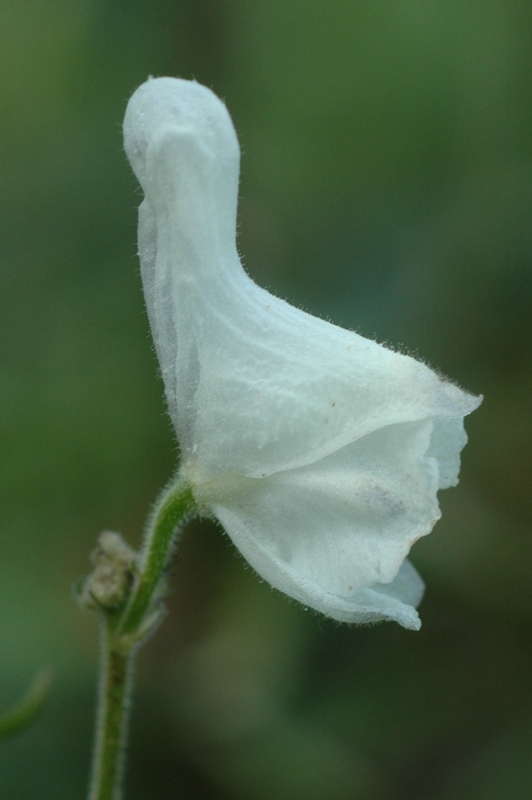 Изображение особи Aconitum apetalum.