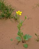 Ranunculus oxyspermus