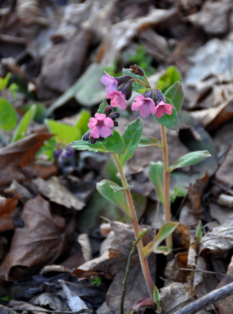 Изображение особи Pulmonaria obscura.