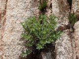 Euphorbia sarawschanica