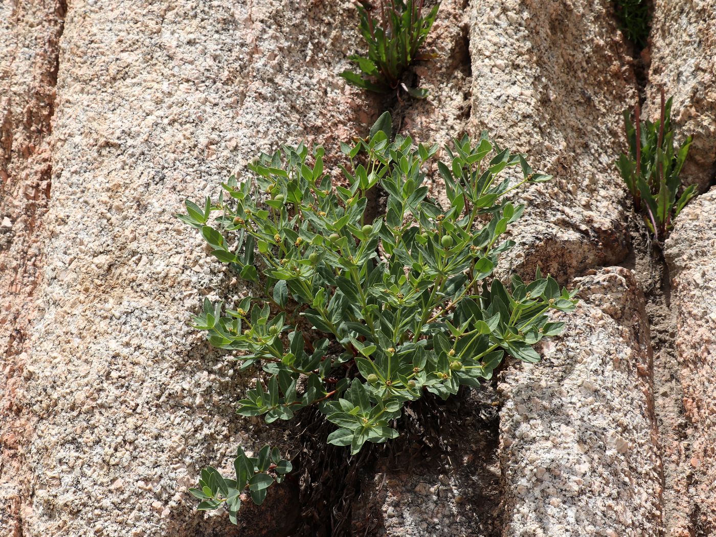 Image of Euphorbia sarawschanica specimen.