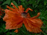 Papaver orientale