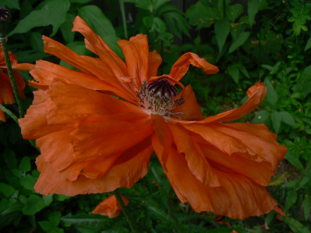 Изображение особи Papaver orientale.