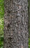 Pinus koraiensis. Поверхность нижней части ствола. Приморский край, Лазовский р-н, Лазовский заповедник, 2 км Ю кордона Америка. 17.08.2009..