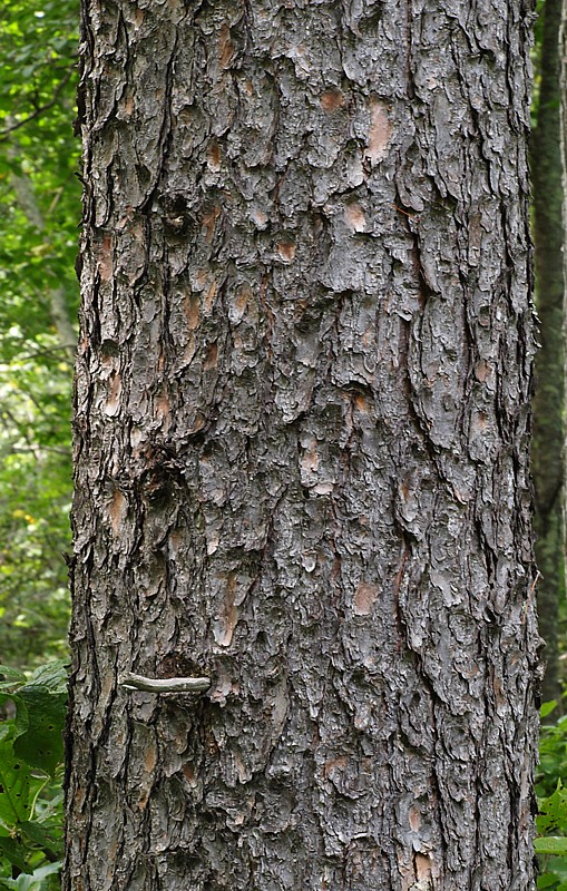 Image of Pinus koraiensis specimen.