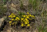 Potentilla humifusa. Цветущее растение. Челябинская обл., Троицкий р-н, Троицко-Совхозное сельское поселение, окр. пос. Скалистый, долина р. Уй, каменистый склон прибрежного скальника, степь. 4 мая 2021 г.