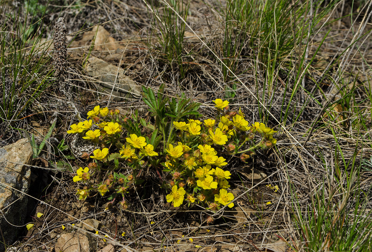 Image of Potentilla humifusa specimen.