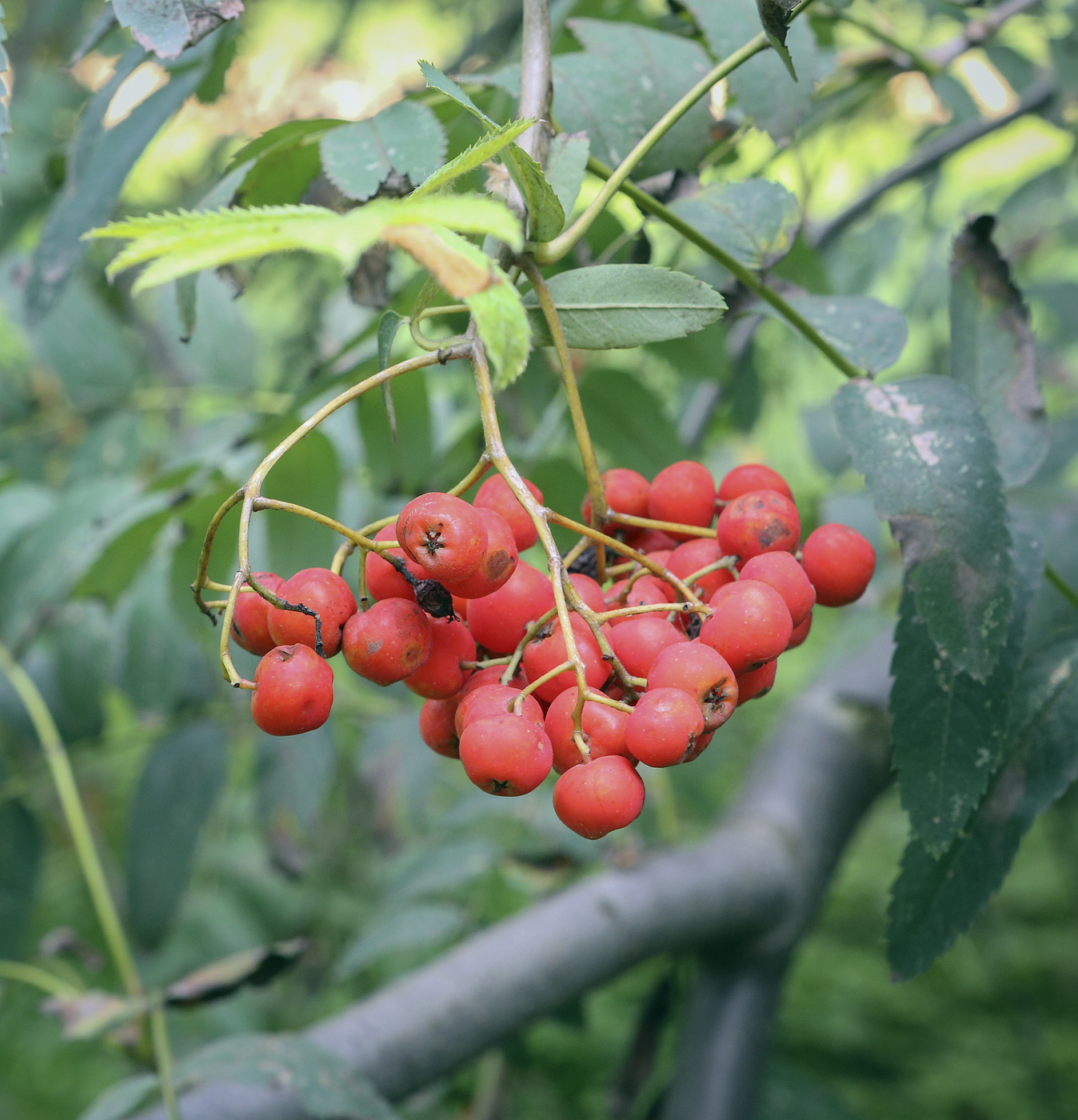 Image of Sorbus aucuparia specimen.