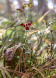 Maianthemum bifolium