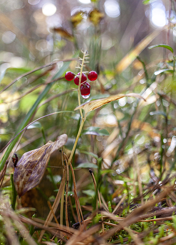 Изображение особи Maianthemum bifolium.