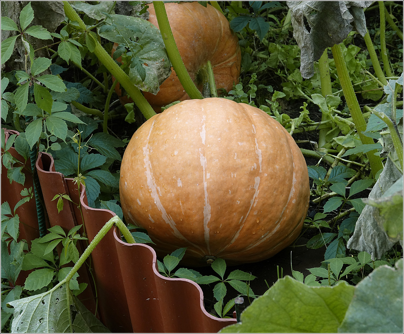 Изображение особи Cucurbita pepo.