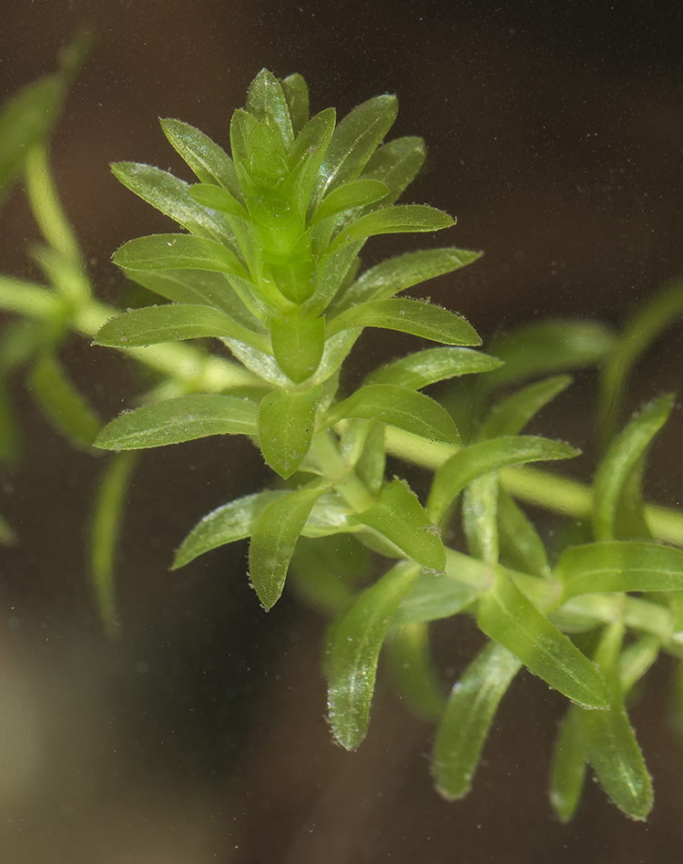 Image of Elodea canadensis specimen.