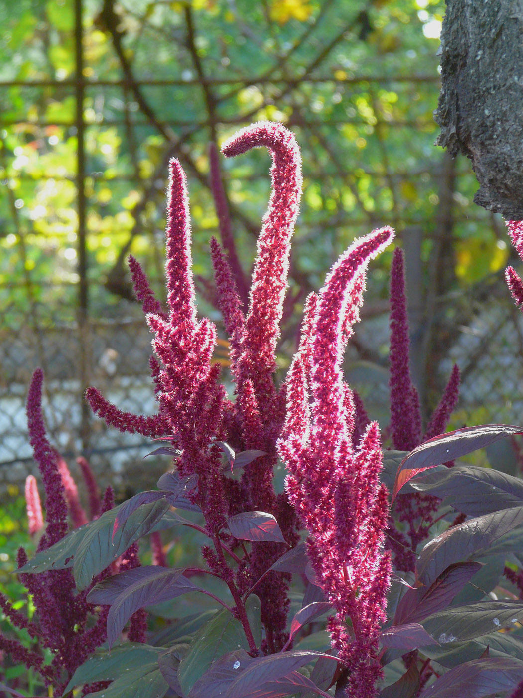 Image of Amaranthus caudatus specimen.