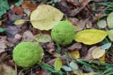 Maclura pomifera