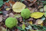 Maclura pomifera. Созревшие соплодия и листья в осенней окраске (жёлтые). Краснодарский край, м/о гор. Геленджик, окр. села Адербиевка, дол. р. Адерба, берег оз. Бездонного, искусственные посадки. 21.11.2021.