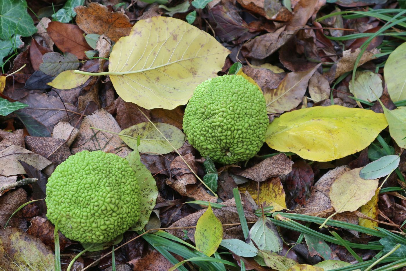 Изображение особи Maclura pomifera.