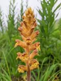 Orobanche owerinii. Соцветие. Республика Северная Осетия-Алания, Алагирский р-н, Большой Кавказ, Скалистый хребет, южный склон в р-не Ходского перевала, ≈ 2130 м н.у.м., субальпийский луг. 01.07.2021.