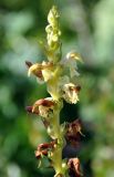 Pedicularis incarnata. Верхушка соцветия отцветающего растения. Республика Алтай, Онгудайский р-н, пер. Семинский, субальпийский луг среди кедрачей. 30.07.2010.