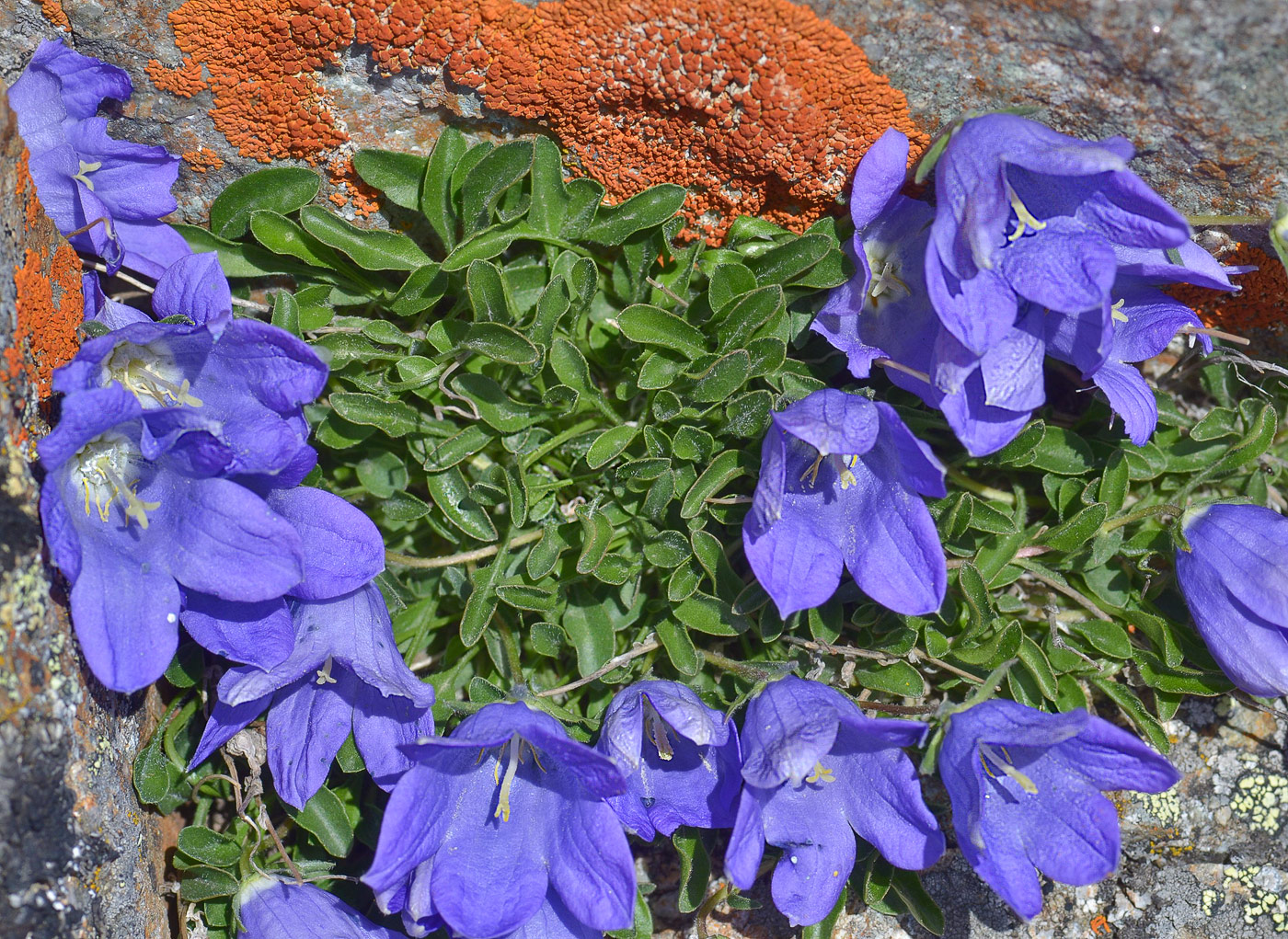 Image of genus Campanula specimen.