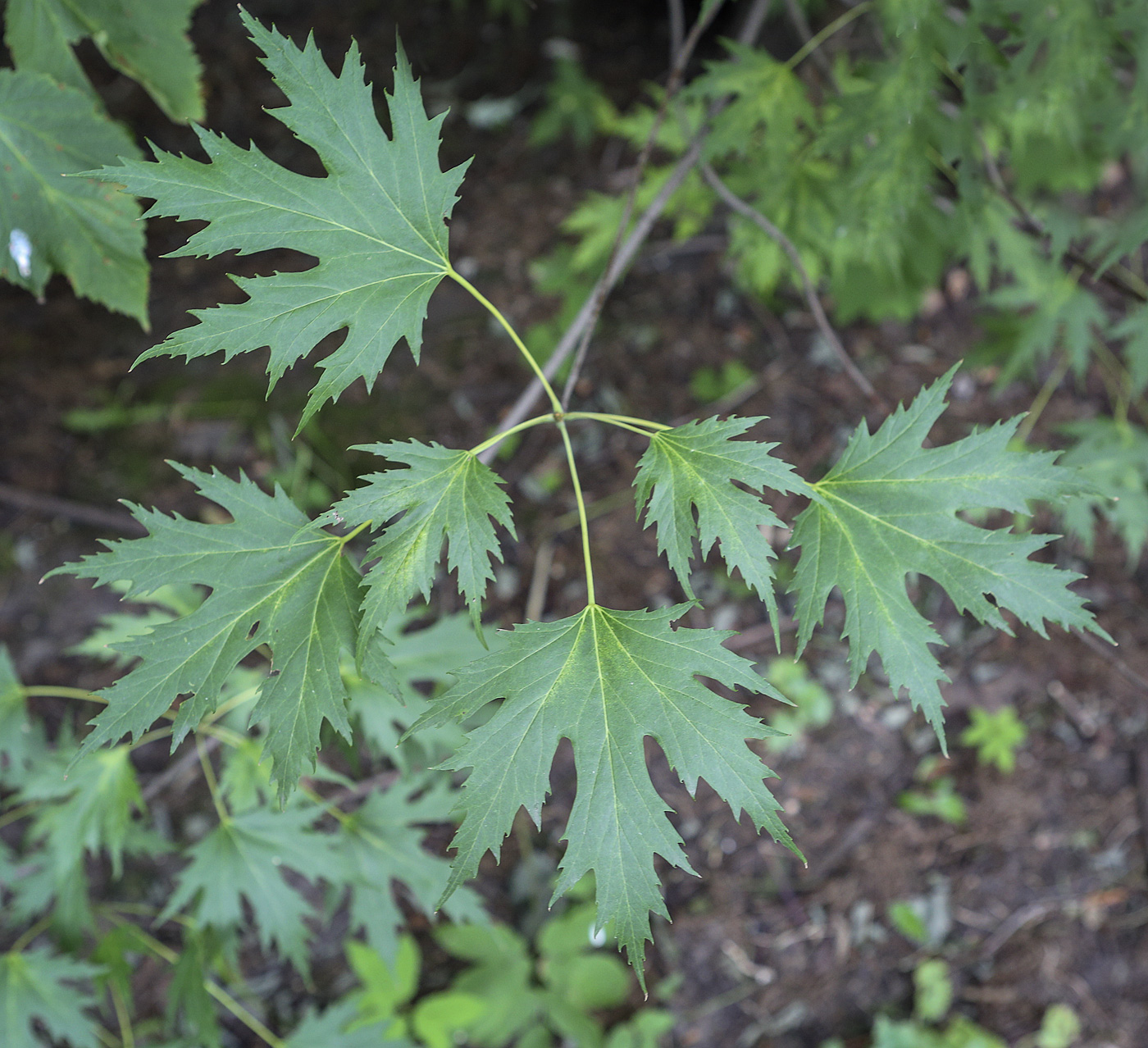Image of Acer saccharinum specimen.