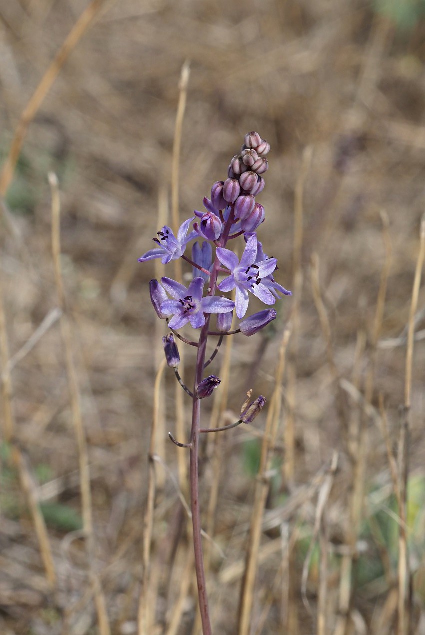 Image of Prospero autumnale specimen.