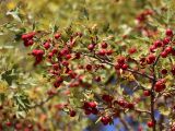 Crataegus turkestanica