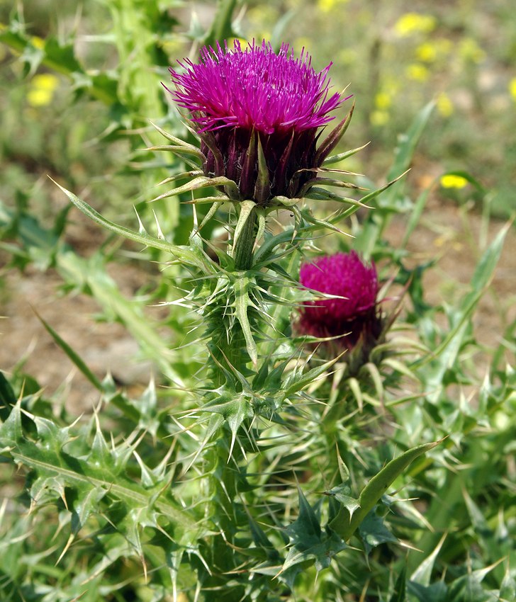 Image of Carduus onopordioides specimen.