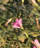 Convolvulus chinensis