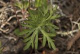 Geranium columbinum. Лист. Крым, Бахчисарайский р-н, окр. пгт Куйбышево, склон каменистого холма. 02.05.2022.