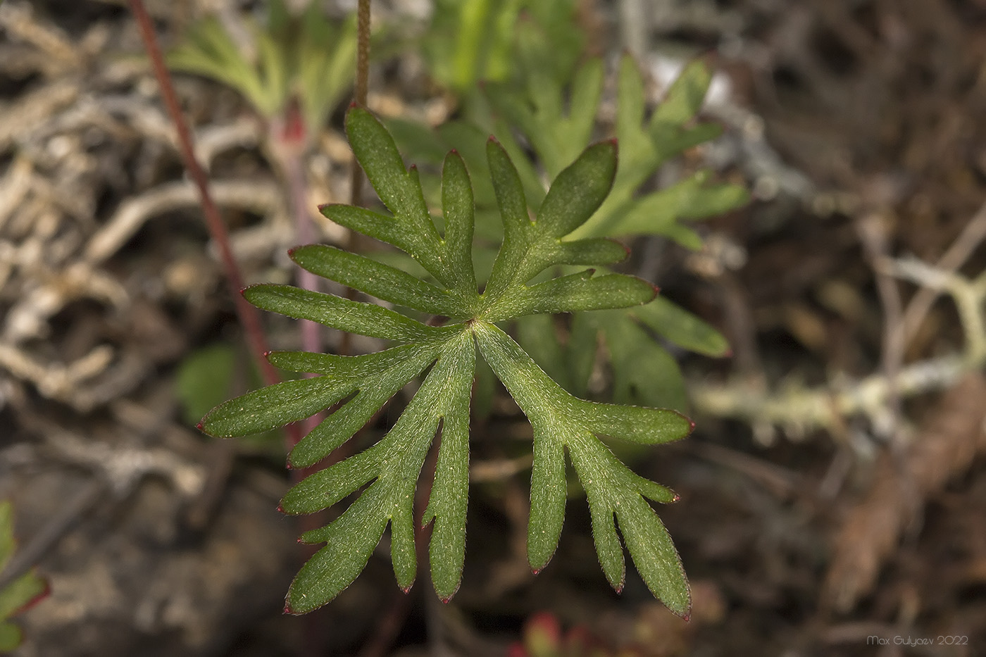 Изображение особи Geranium columbinum.