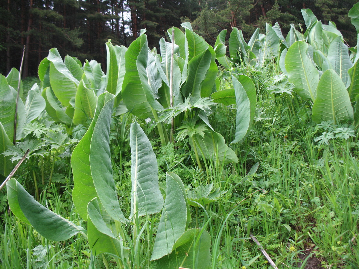 Image of Ligularia macrophylla specimen.