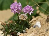 Armeria juniperifolia. Цветущее и плодоносящее растение. Марий Эл, г. Йошкар-Ола, мкр-н Гомзово, в культуре. 03.07.2022.