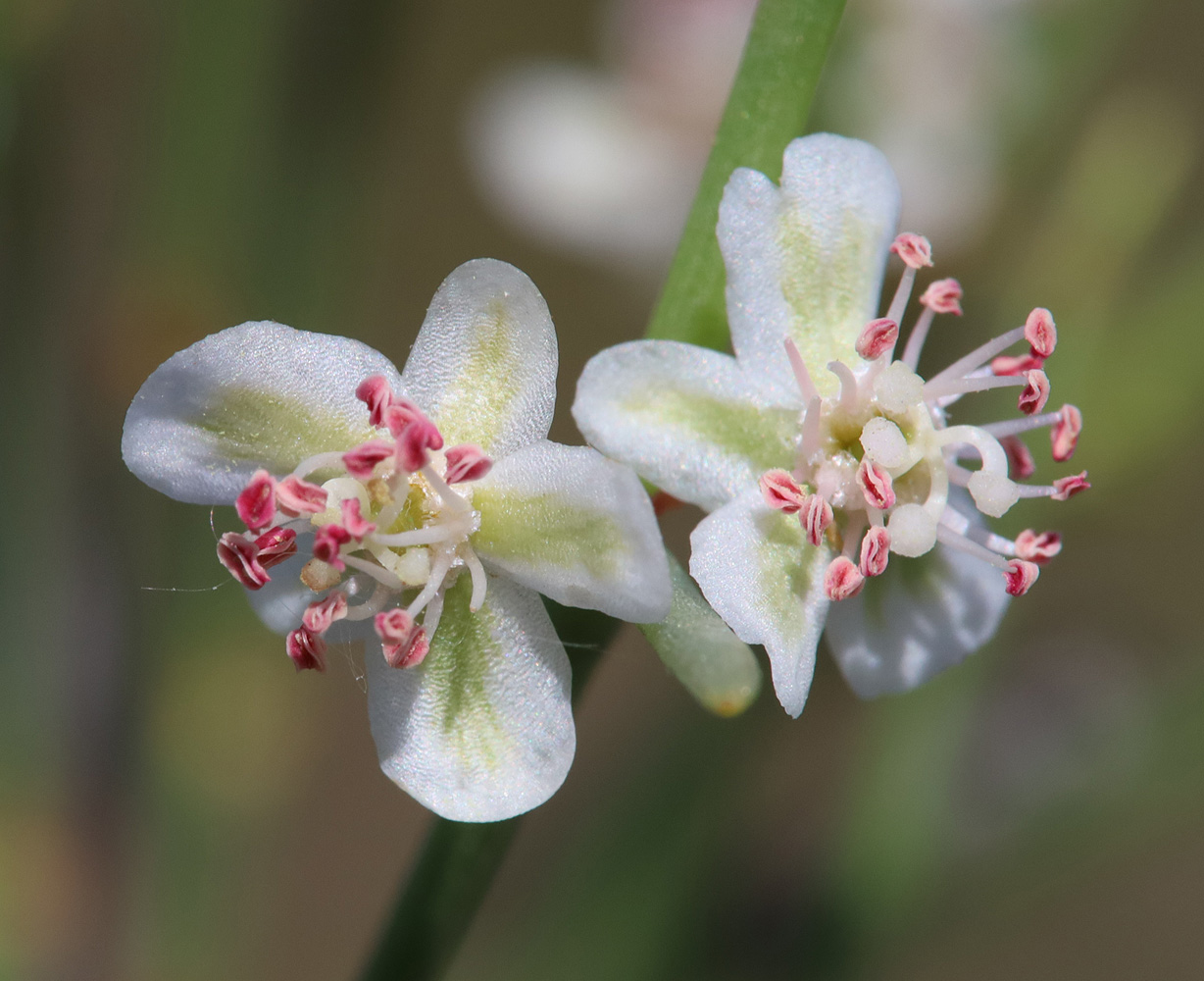 Изображение особи Calligonum aphyllum.