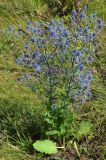 Eryngium planum. Цветущее растение. Тульская обл., Плавский р-н, окр. пос. Молочные Дворы, луг. 24.07.2022.