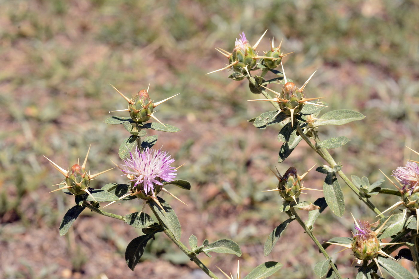 Image of Centaurea iberica specimen.