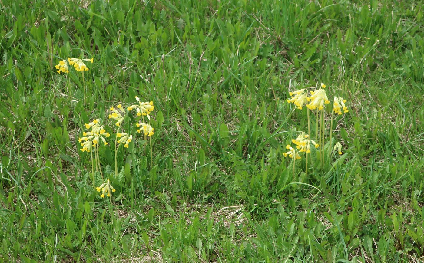 Image of Primula veris specimen.