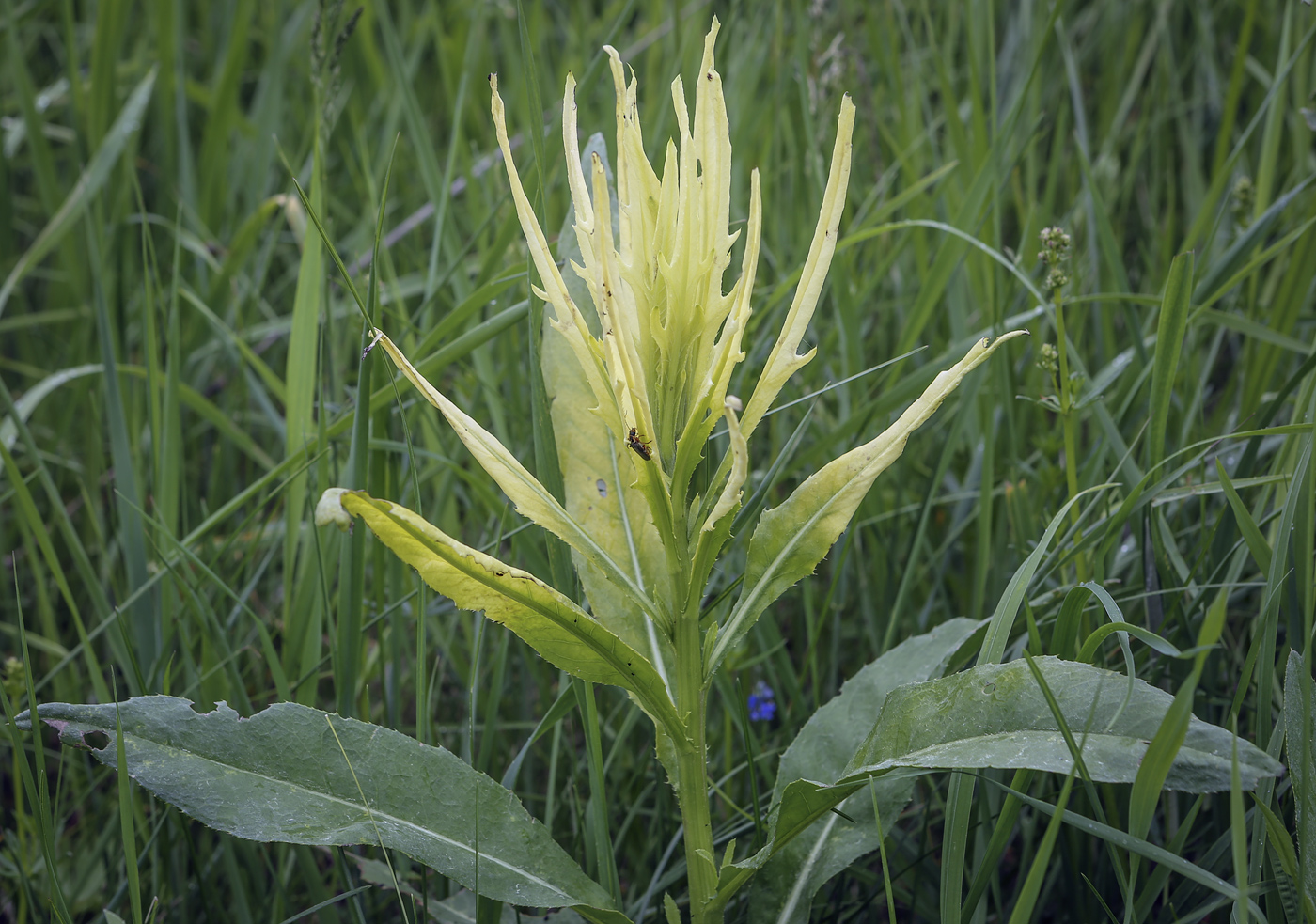 Изображение особи Cirsium arvense.